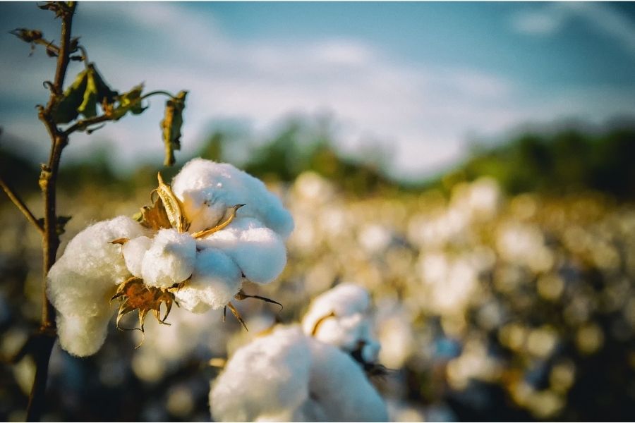 El algodón es una fibra textil vegetal que crece alrededor de las semillas de la planta del algodón