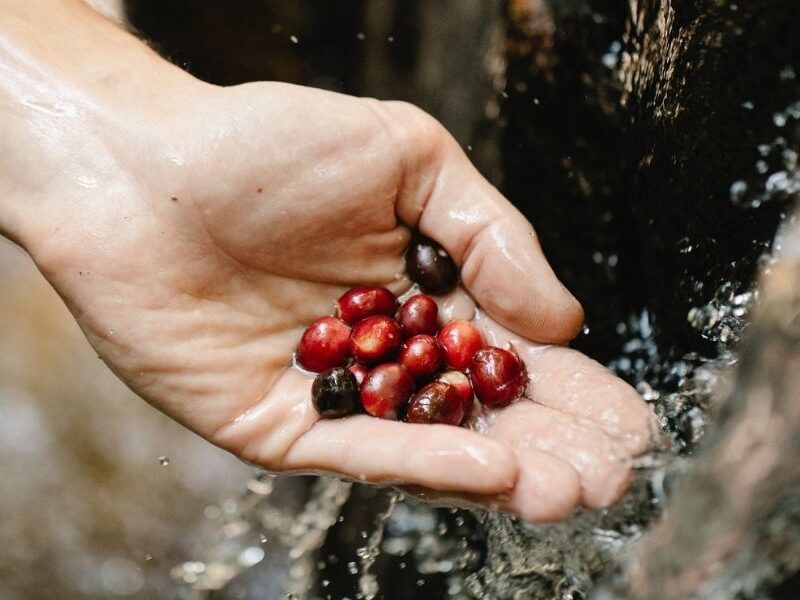 Alternativas ecológicas a las fibras textiles